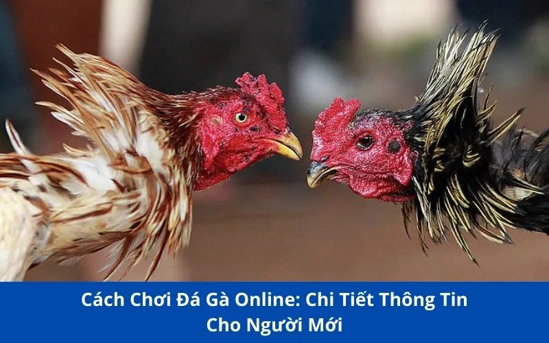 Cách Chơi Đá Gà Online 98win: Chi Tiết Thông Tin Cho Người Mới