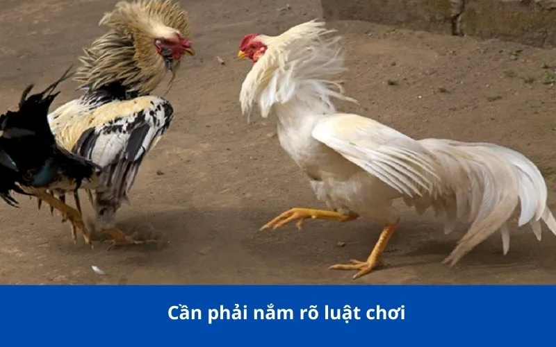 Cần phải nắm rõ luật chơi