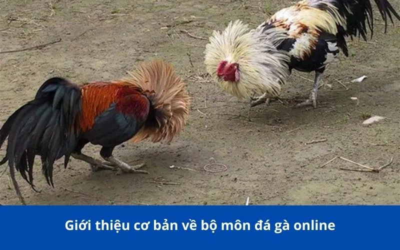 Giới thiệu cơ bản về bộ môn đá gà online