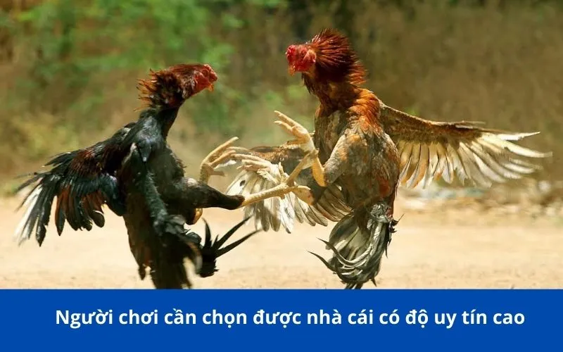 Người chơi cần chọn được nhà cái có độ uy tín cao